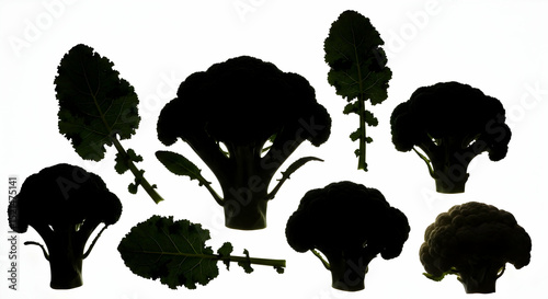 Silhouette Garden Grouping Of Broccoli Florets And Leaves Against White Background