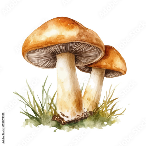 Fungi And Mushrooms, watercolor clipart vector, high quality, isolated on a white background.