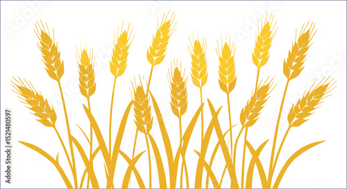 Golden Wheat Stalks Vector Illustration Of Grain Crop On White Backdrop