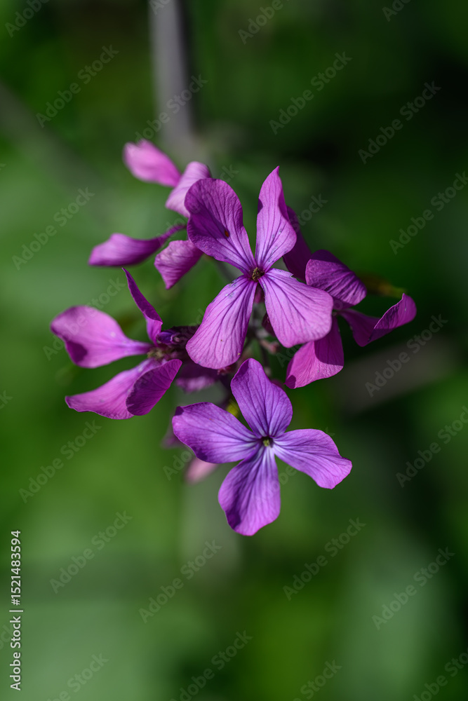 Fototapeta premium Field marigold and its purple flowers. 