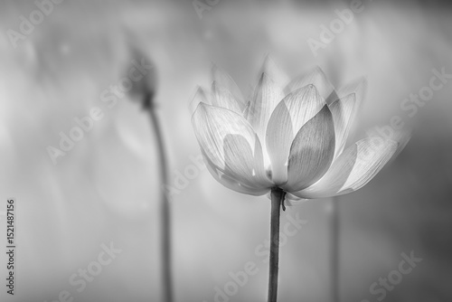 Lotus flower blooming in black and white.                               