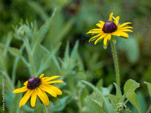 Cone Flower in a wildflower field