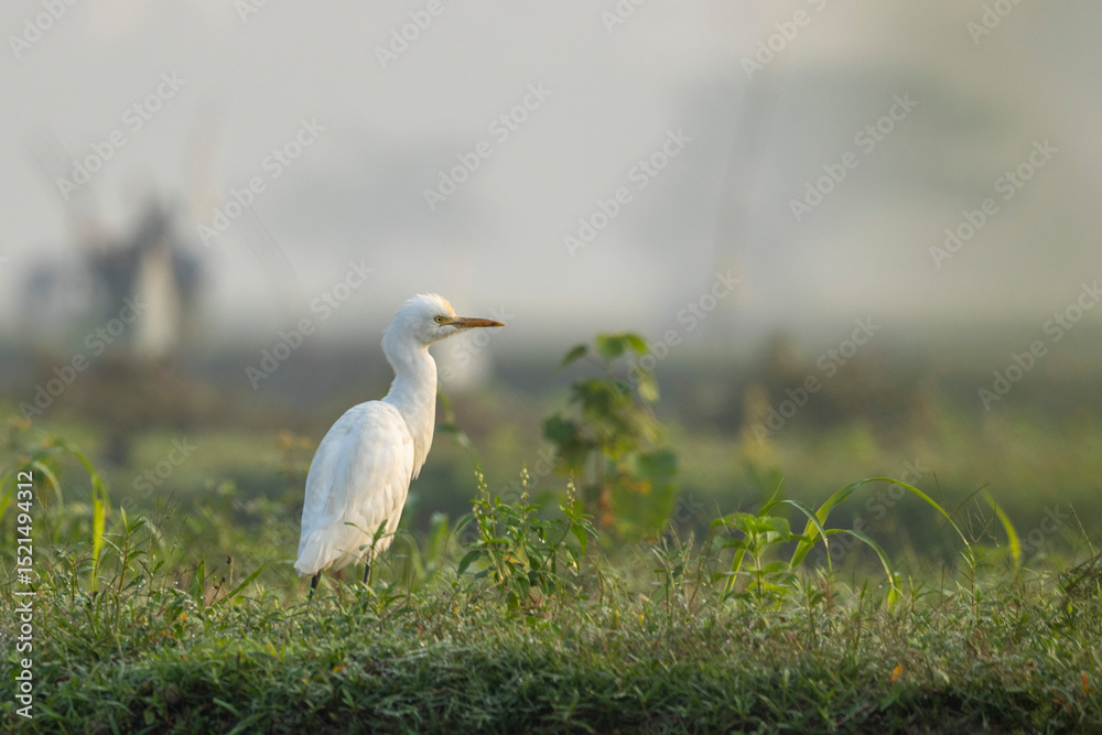 Obraz premium White egret standing on green grass in its natural habitat in Bangladesh on a winter morning