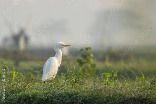 White egret standing on green grass in its natural habitat in Bangladesh on a winter morning photo