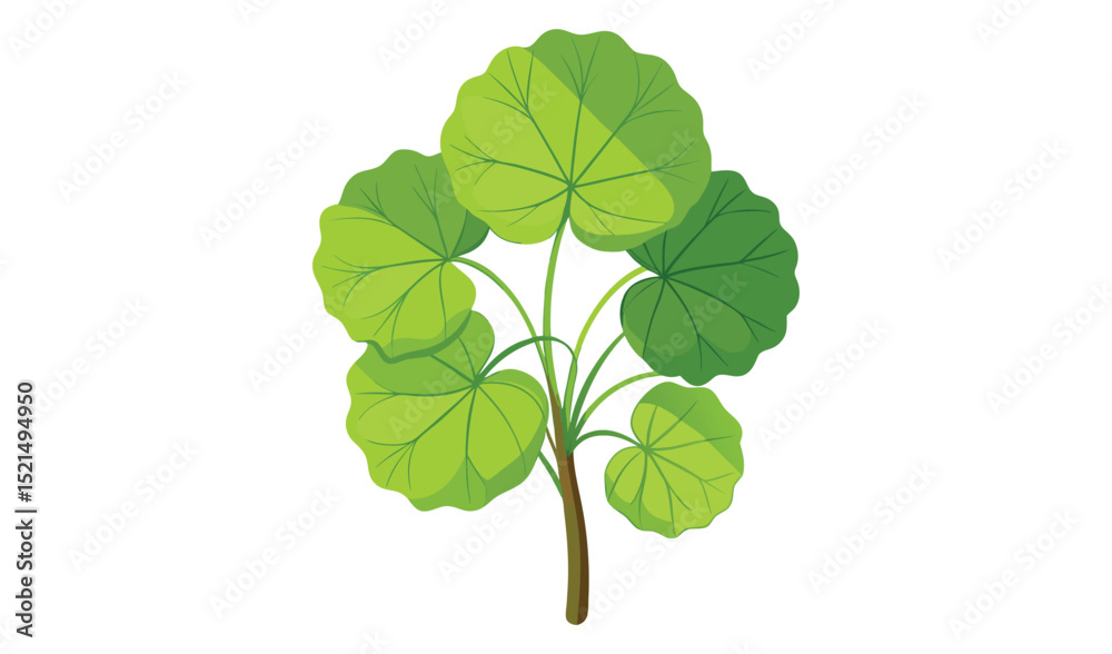 Fototapeta premium green leaf isolated on white background