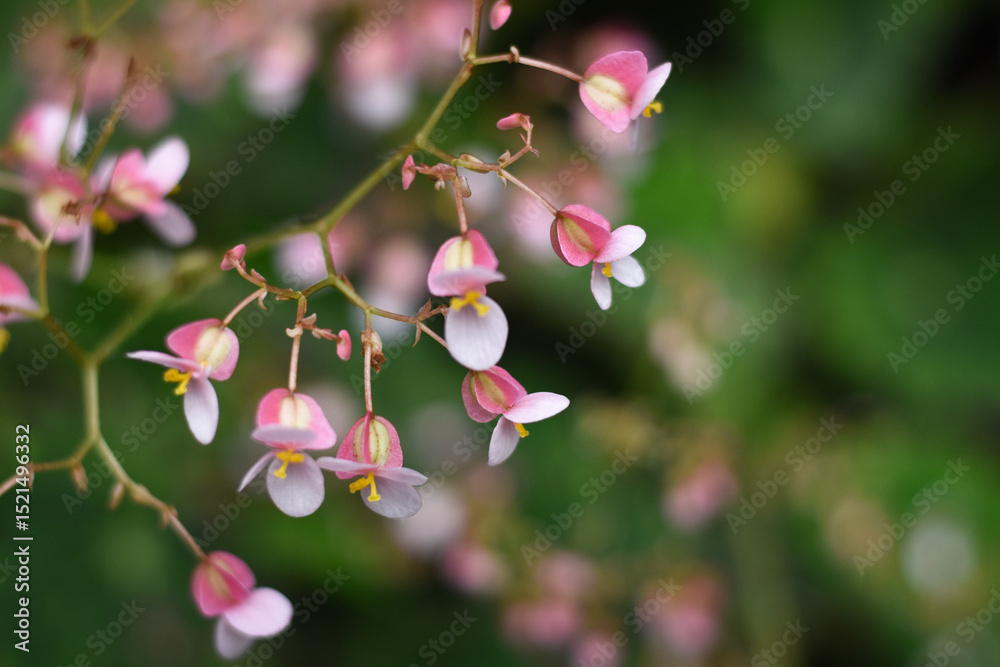 Fototapeta premium close up of pink and white flowers