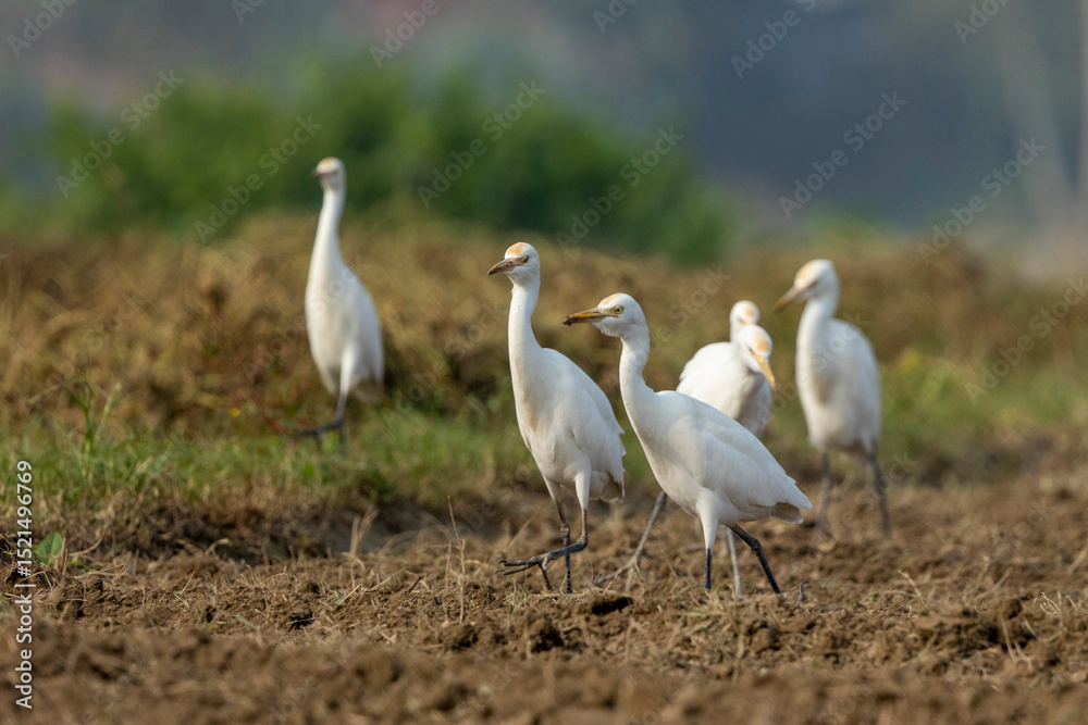 Obraz premium Great egret or white egret foraging for food in farmland with natural background