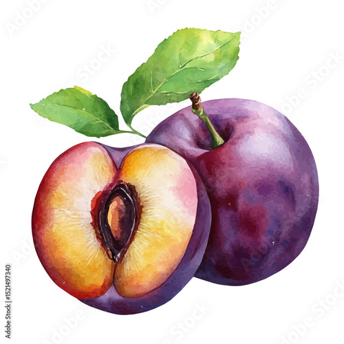 watercolor vector of Fresh Ripe Juicy Plum, high quality, isolated on a white background.