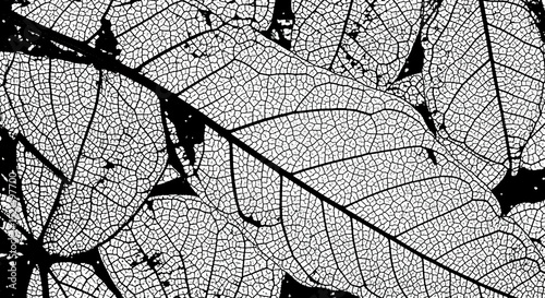 Botanical Composition Revealing Intricate Vein Network Of Decaying Leaves