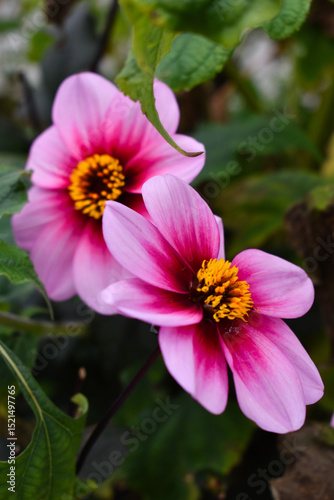 beautiful pink flower 