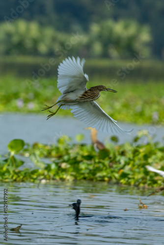 Indian Pond Heron Flying Over Wetland with Aquatic Vegetation and Waterbird
