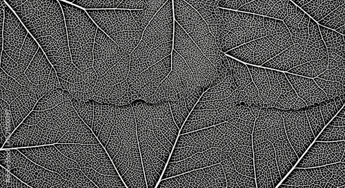 Detailed Leaf Vein Structure Illustrating Natural Beauty In Monochrome