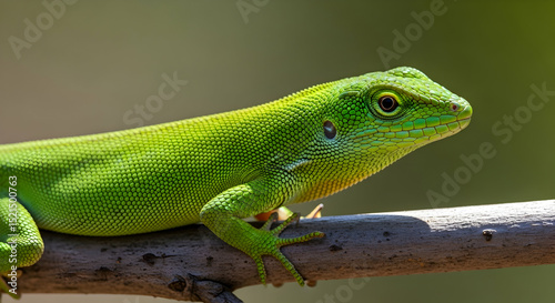 Emerald Glimpse Green Anole Lizard Perched Gracefully On A Tree Branch