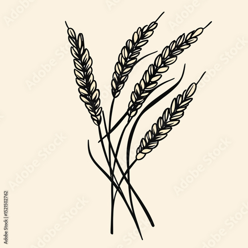 Hand drawn sketch style wheat ears with grain kernels isolated minimalistic vector illustration of cereal plant spikelets for agriculture and food design concept