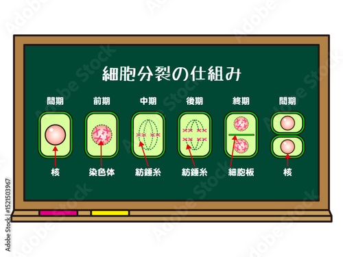 黒板と細胞分裂の仕組みの図解イラスト素材