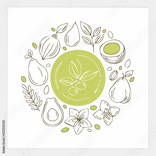 Vector set of natural ingredients and oils for cosmetics in linear style - packaging design templates and emblems - olive, almond, avocado, cocoa, coconut, argan, lavender, jasmine and rose