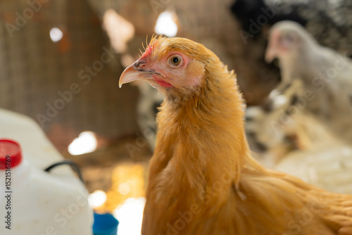 Buff Orpington Hen in Natural Light Inside Coop