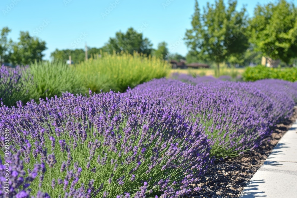 Obraz premium Serene lavender field with rows of purple flowers and a blue sky.