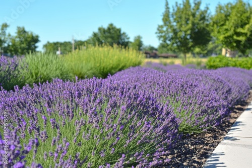 Serene lavender field with rows of purple flowers and a blue sky.