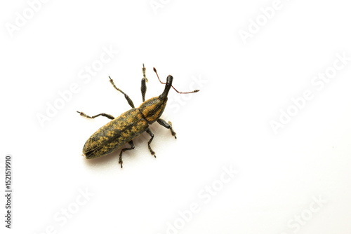 Beetle weevil Fracknik banded on a white background. Top view. photo