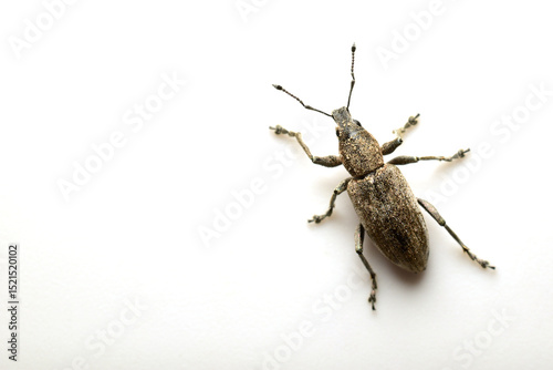 Gray soil weevil beetle on a white background.