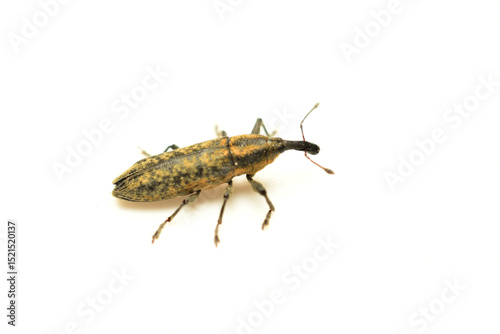 Banded Fracknik beetle on a white background. photo