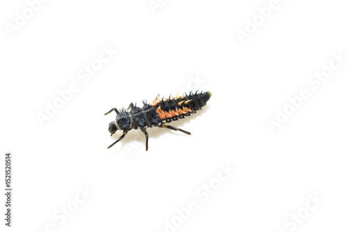 Larva of ladybug species on white background.