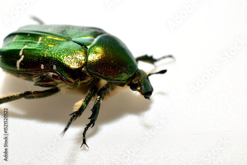 Copper beetle from the family of lamellar beetles on a white background. Close-up.