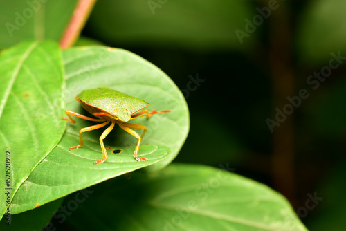 The green tree shield bug from the family of true shield bugs, Palomena prasina sits on a plant leaf. photo