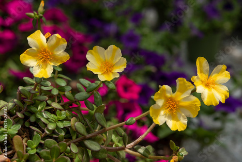 Portulaca oleracea is a succulent plant in the family Portulacaceae. Yellow flowers..