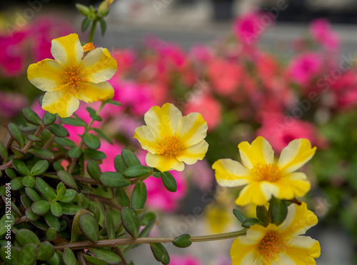 Portulaca oleracea is a succulent plant in the family Portulacaceae. Yellow flowers..