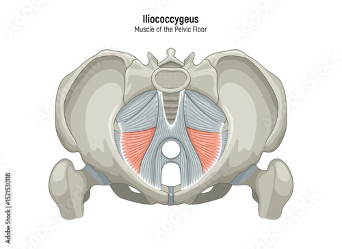 Muscle of the Pelvic Floor anatomical diagram. Pubococcygeus, Iliococcygeus, Puborectalis, Obturator, Coccygeus, Piriformis muscles vector illustration