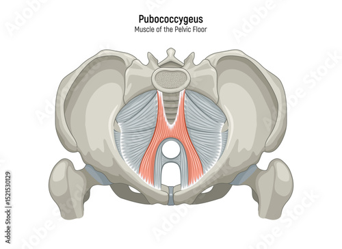 Muscle of the Pelvic Floor anatomical diagram. Pubococcygeus, Iliococcygeus, Puborectalis, Obturator, Coccygeus, Piriformis muscles vector illustration