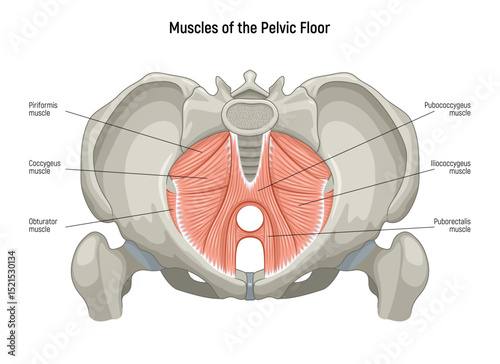 Muscle of the Pelvic Floor anatomical diagram. Pubococcygeus, Iliococcygeus, Puborectalis, Obturator, Coccygeus, Piriformis muscles vector illustration