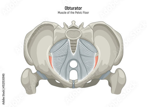 Muscle of the Pelvic Floor anatomical diagram. Pubococcygeus, Iliococcygeus, Puborectalis, Obturator, Coccygeus, Piriformis muscles vector illustration