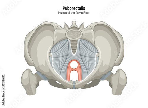 Muscle of the Pelvic Floor anatomical diagram. Pubococcygeus, Iliococcygeus, Puborectalis, Obturator, Coccygeus, Piriformis muscles vector illustration