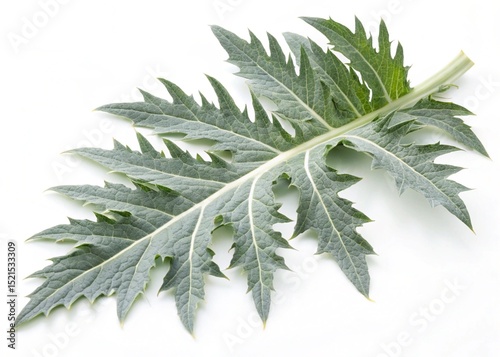 cardoon leaves isolated on white background