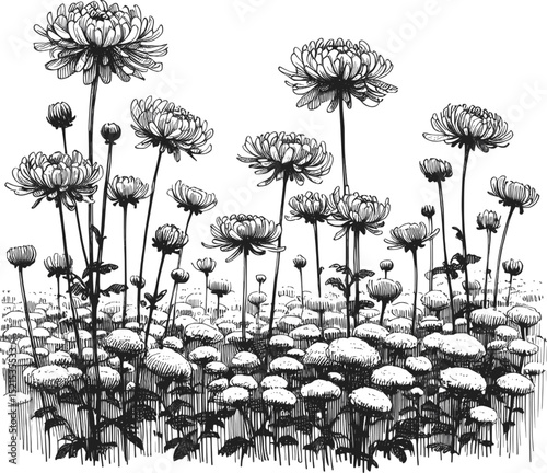 Whispers of the Chrysanthemum Field linework ink sketch hand drawn pen drawing vector illustration background