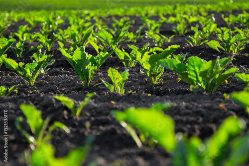 Healthy sugar beet plants flourish in rich, dark soil, showcasing the beauty of agricultural life during a sunny day photo