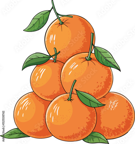 vector illustration of oranges