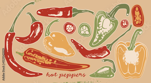 Various red, green, yellow chili Peppers. Whole, sliced, cut. Top, side view. Different types. Hand drawn modern Vector illustration. Farm market, natural eco product concept. Isolated design elements