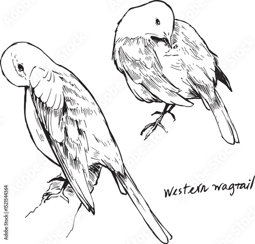 Wagtail flying and sitting ink illustrations.  Passerine bird  vector drawings set. Simple textured sketches of wildlife. Songbird birdwatching line artworks, isolated on white. Garden meadow animals.