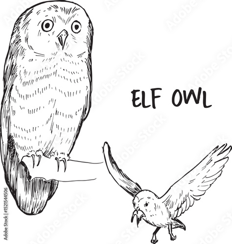 Elf owl ink drawings. American birds vector illustrations.  Smallest and lightest owl in wildlife sketches. Monochrome simple textured style. Forest night animal isolated on white.