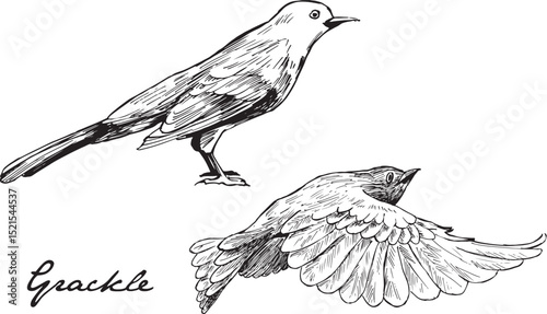 Grackle bird flying and sitting ink illustrations.  Icterid bird common in North America vector drawings set. Simple textured sketches of wildlife. Songbird Passeriformes line artworks, isolated. 