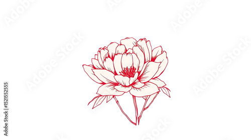 Peony bouquet illustration – Hand-drawn floral art