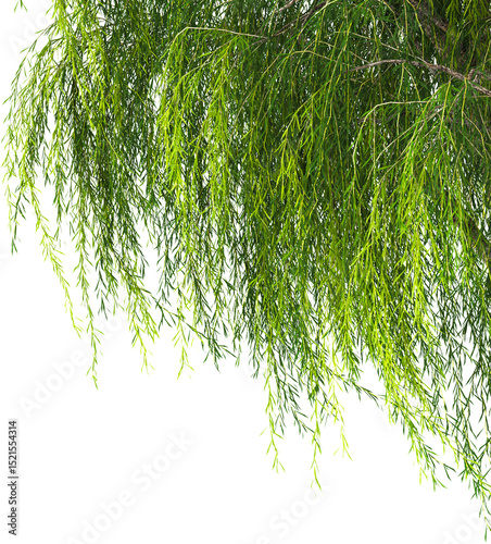 Texture of willow branches on a white background 3d illustration
