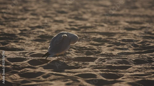 Seagull grooming on the beach
