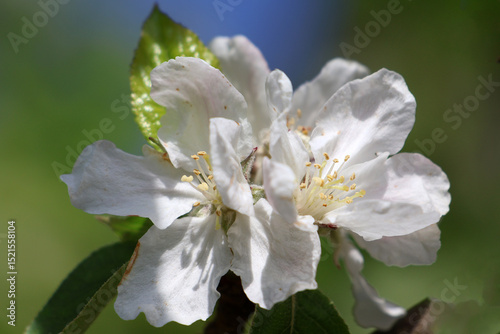 Gros plan sur le pistil et les étamines