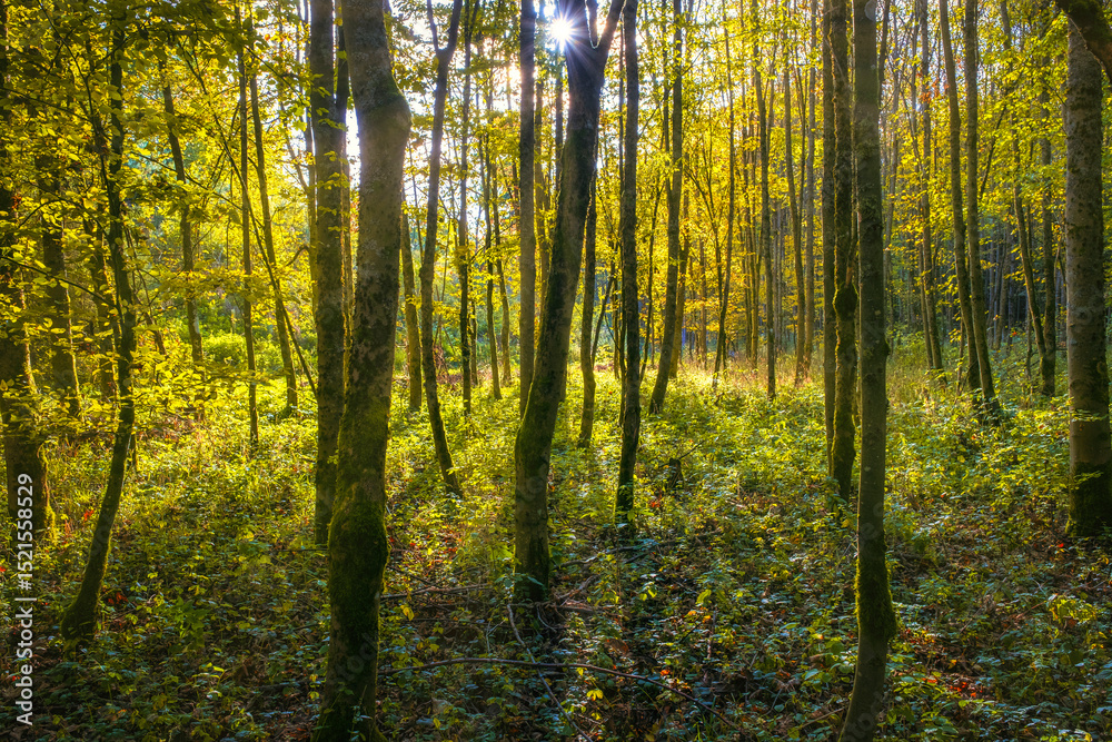 Naklejka premium View of a forest in backlight