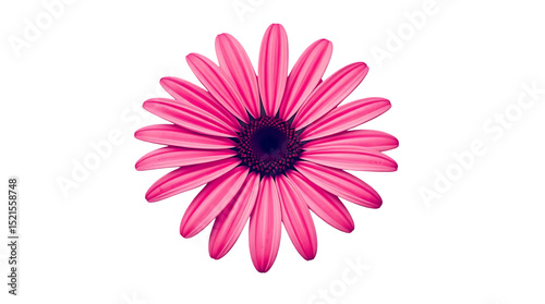 Isolated daisy flower head on a transparent background